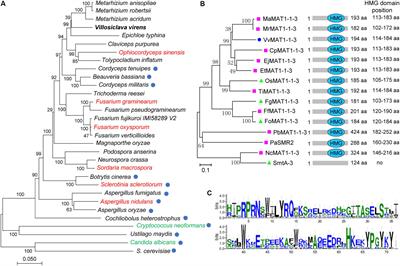 MAT1-1-3, a Mating Type Gene in the Villosiclava virens, Is Required for Fruiting Bodies and Sclerotia Formation, Asexual Development and Pathogenicity